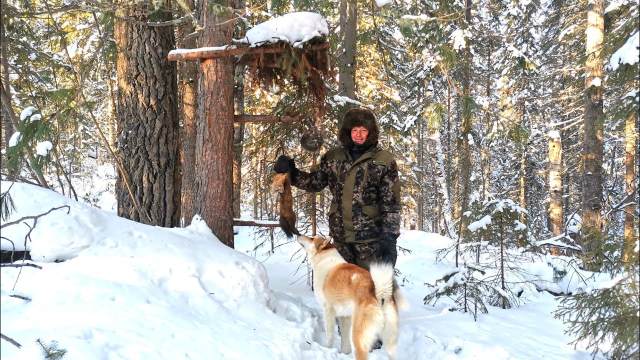 Лоси ходят рядом с избушкой. Февральская проверка капканов. Лиса попалась.