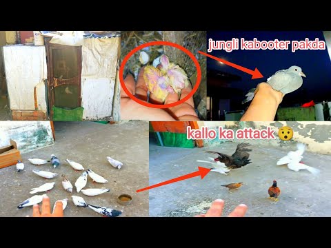 आज जंगली कबूतर का बच्चा पकड़ लिया 😄🕊️ || @pigeonsworldstatus4413