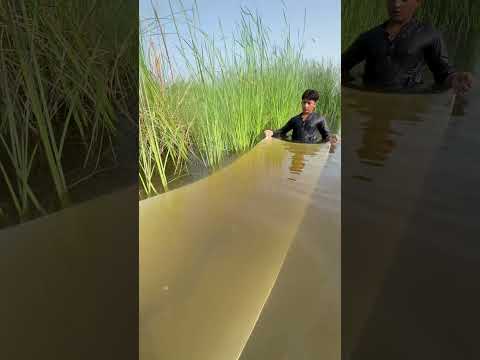 #fishcatching #viralvideo #fish #fishing #fishing #fishingtechniques