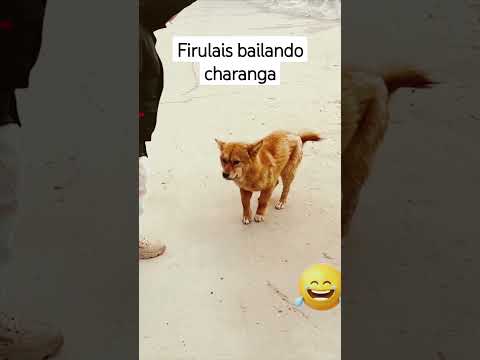 Perros Graciosos🎈😂😂#dogshorts #funnydogs #dog #doglover 👍😂😂