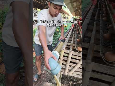 I didn’t realize the water was THIS dirty… 🤯Cleaning it today so the hens stay healthy 🐔#layinghens