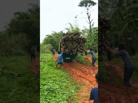 പണ്ടാരമടങ്ങാൻ ഇതുണ്ടോ പിടിച്ചാൽ നിക്കുണു ??#timberworkers #loading #kerala #tatase #offroad