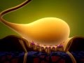 Neuromuscular Junction Mechanisms