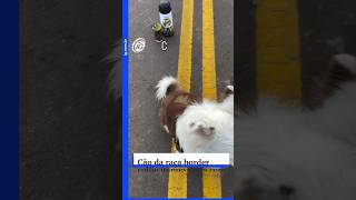 Cão da raça border collie impressiona com disciplina implacável