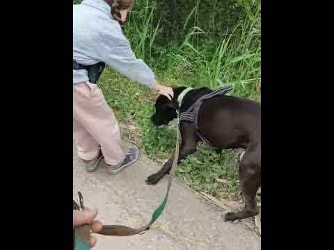 click to play the video