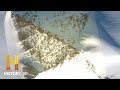 Exploring Antarctica's Mysteries