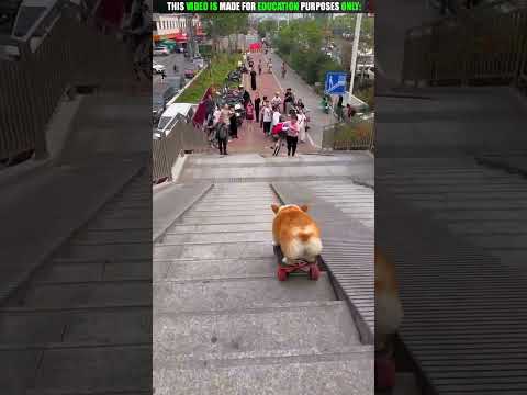 Dog Sketing 😱 I New Viral Gadgets, Appliances, kitchen utensils/ Home Investions
