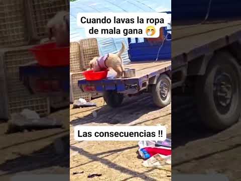Cuando lavas la ropa de mala gana.