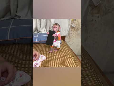 NANA the monkey fights with the phone #monkey #shorts #smartmonkey #babymonkey #monkeylove