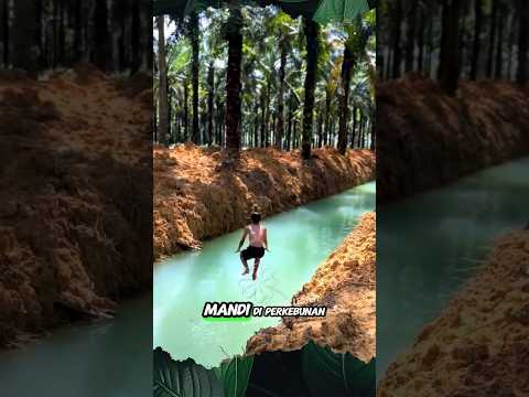 Tidak Takut Ada Buaya #shorts #predator #buaya #sawit
