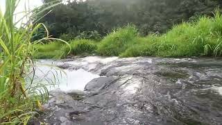 Salinan dari Suara Air Alam Mengalir dari Sungai Hutan Tropis untuk Tidur dan Meditasi #meditasi