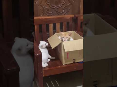 Funny Cats vs Cardboard Boxes 😹📦 #Shorts #funny #cat