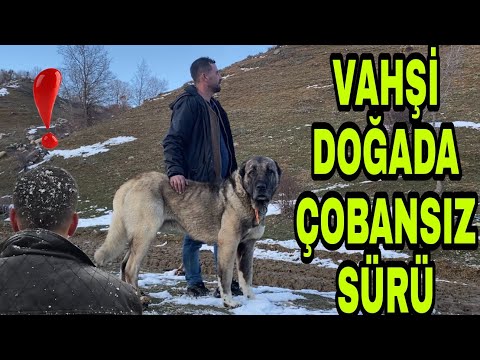 1.000.000 TL LİK  KOYUN SÜRÜSÜ 18 TANE KANGAL KÖPEĞE EMANET~ÇOBANSIZ SÜRÜ~SÜRÜ KAYIP