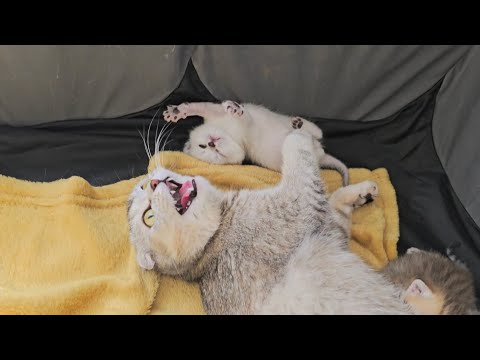 Mother cat meows to me that she takes good care of the kittens 🤗