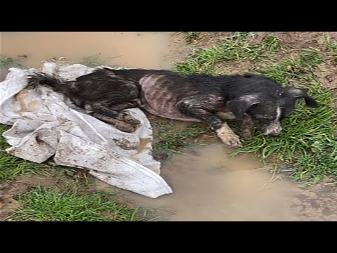 Fragile Hope Amidst the Muddy Puddle. The Dirty Puddle and the Endless Pain of the Dog Pakotahi.