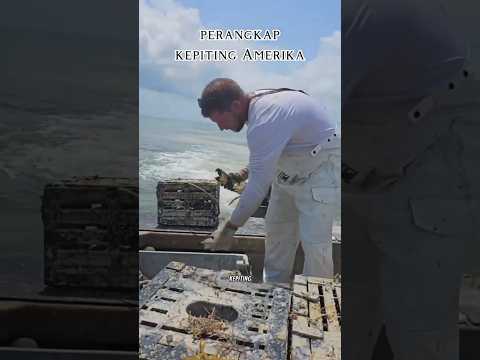 ♻️😅🔥 detik detik mendapatkan ikan serigala 🔥🔥#fishing #shortvideo #mancing #viralvideo
