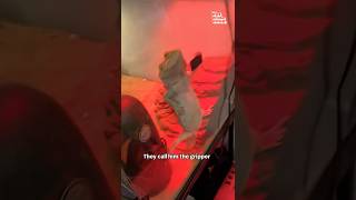 Funny Bearded Dragon Poses In Tank