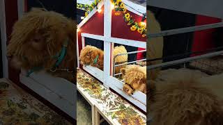 National Western Stock Show | JAN 10-25 #colorado