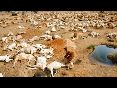 يصعب تصديق ما فعلته هذه الحيوانات أمام الكاميرات! لحظات نادرة ستراها لأول مرة