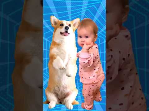 Super Cute Dog Dance (2)🐶🐕😍