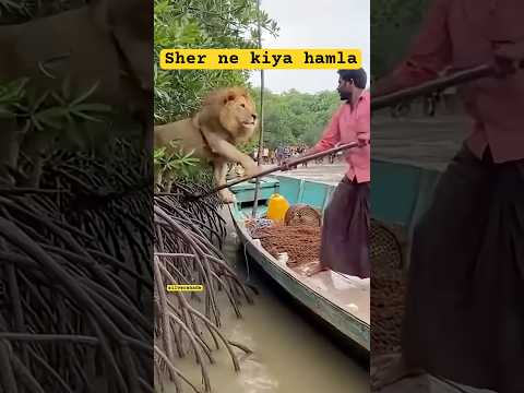 What Happens When A Lion Jumps On Your Boat?