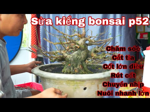 sửa kiểng bonsai p52 | rút cốt , rút nhịp cây bonsai , thời gian sửa cành hiệu quả nhất