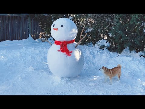 主人給狗狗堆了一個巨型雪人，柴犬看到會有什麼反應？