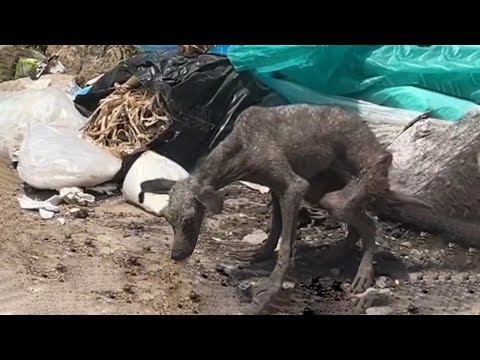 Skinny Dog Never Knew Love, When I Brought Him To The Vet, He Cried So Much