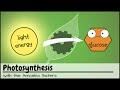 Photosynthesis Concepts and Processes