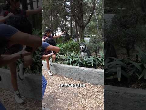 los perritos más estilosos del parque 😱♥️ #mascotas #perro #fotografia #foto #husky #huskies