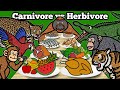 Rainforest Animal Diets and Roles