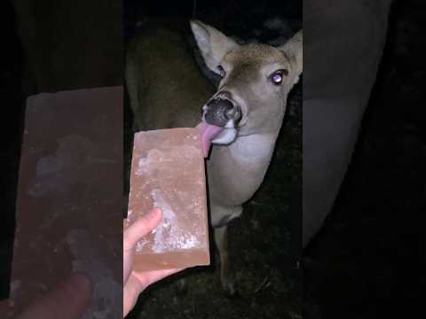 Wild Deer Salt Lick Party!