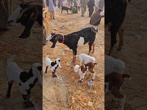 #Bakra #Mandi #Mein #3 #bacchon #wali #Bakri #I #hai