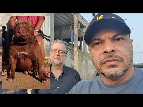 Se você ama seu cachorro você precisa ver esse vídeo com informações valiosas para seu dog