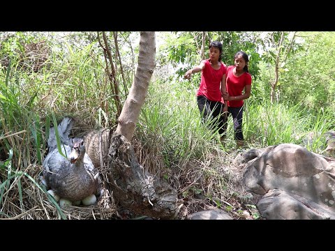 Found Wild Egg duck for Lunch - Cook Egg duck Underground Eating delicious - My Natural Food ep 30