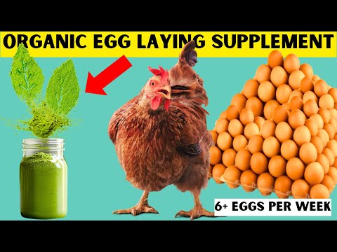 SECRET ORGANIC SUPPLEMENT TO GET 600+ EGGS/WEEK (20 TRAYS) FROM 100 LAYER CHICKENS | 100% ORGANIC 🌿🌿