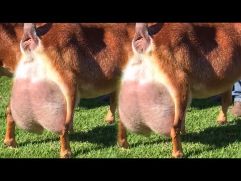 Duniya Ki Top 2 Doodh Dene Wali Bakriyan | Alpine vs Saanen Goat | Kitna Doodh? Kitni Price?