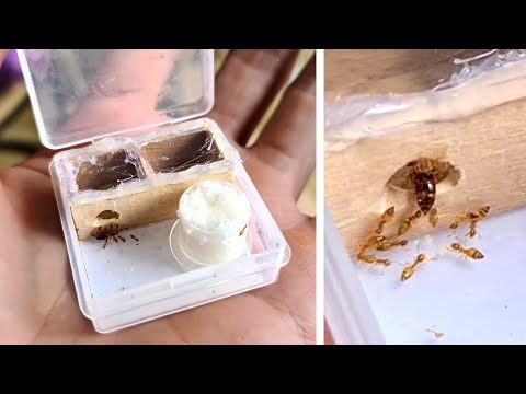 Making the World's Smallest Ant Nest from Ice Cream Sticks - Step-by-Step Guide