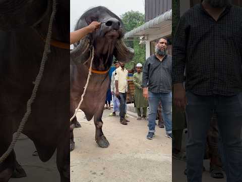 The largest breed of buffalo in the world | Jafarabadi buffalo