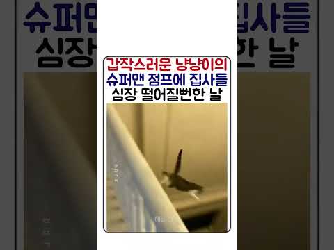 고양이 목숨이 9개인 이유