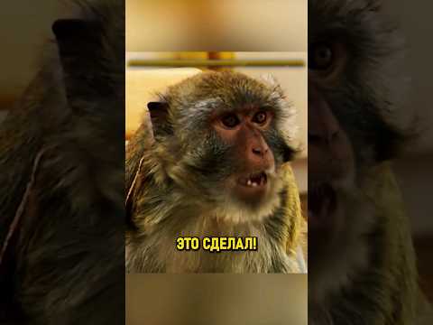 Мартышкин труд - животные НЕ ЛЮБЯТ когда их ОБМАНЫВАЮТ? #shorts
