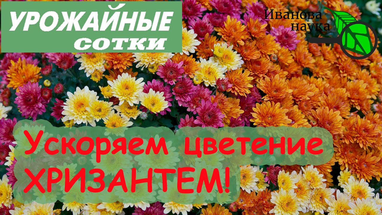 Вот так хризантема будет цвести пышнее и раньше!