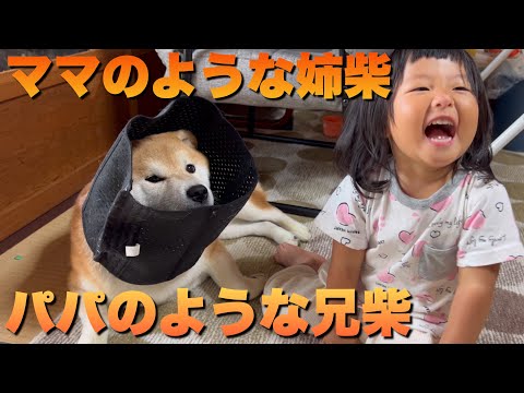 ママの代わりに２歳児と添い寝する柴犬と、パパの様にダメと叱る柴犬