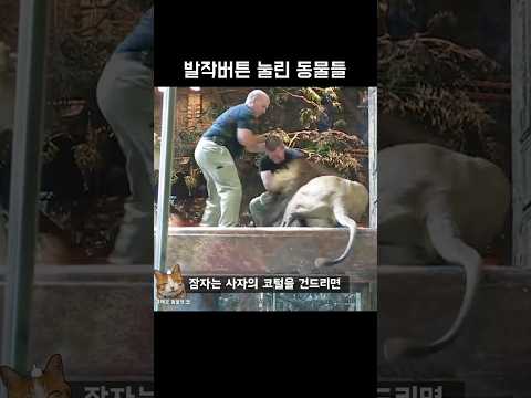 발작버튼 눌린 동물들