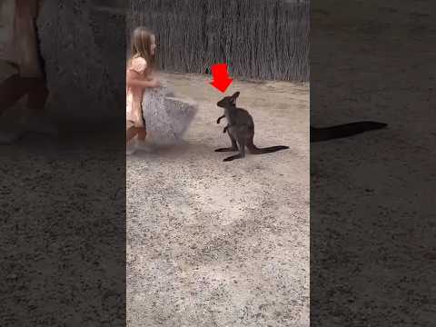 This cute girl want to feel baby kangaroo has mom 🥺♥️ #shorts