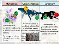 Symbiotic Relationships in Ecology