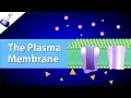 Exploring the Plasma Membrane and Fluid Mosaic Model