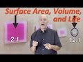 Exploring Surface Area and Volume in Biology