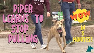 Piper Learns to Walk Without Pulling🐶6-Minute Real-Time Training @PiedmontPark #looseleashwalking