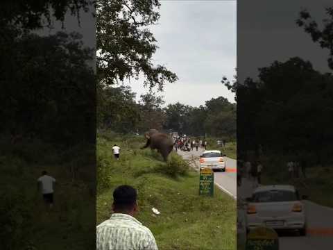 Terrible Elephant Attack #shorts #youtubeshorts #shortvideo #short #wildlife #elephant